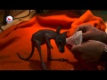 Baby Walibi Cuteness overload - Kangaroo hand fed by Human