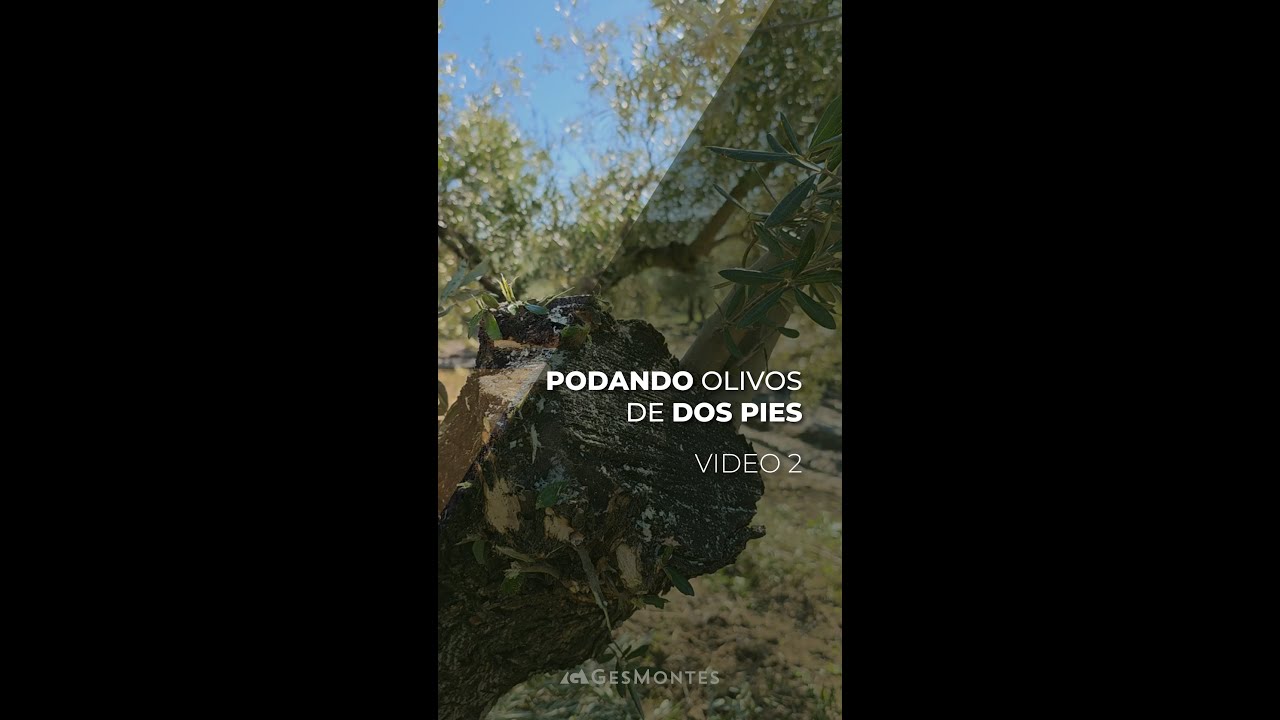 PODANDO OLIVOS DE 2 PIES - PARTE II