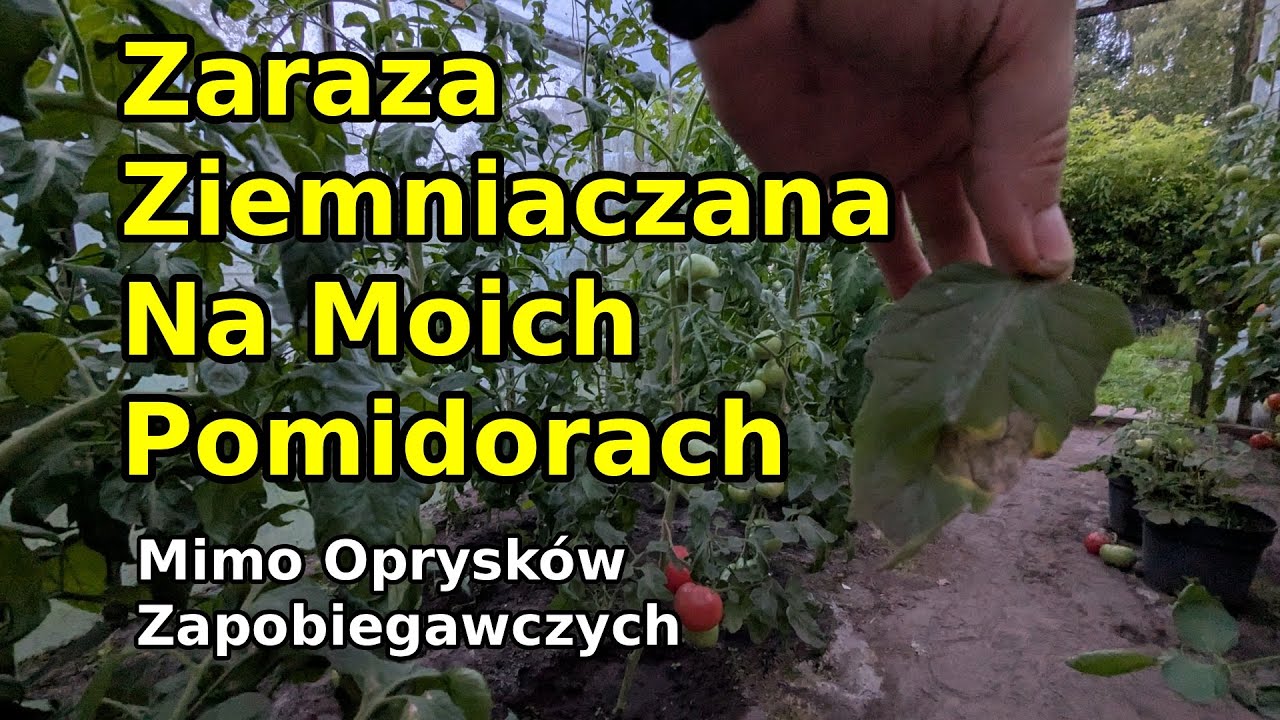 Zaraza ziemniaczana na pomidorach pomimo środków zapobiegawczych 
