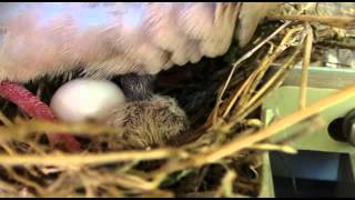 Baby dove chick