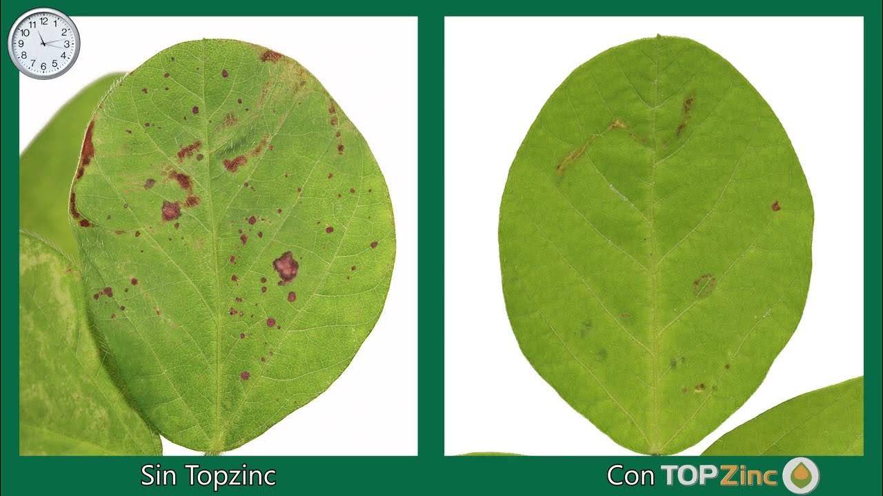 Top Zinc, tecnología Spraytec YouTube