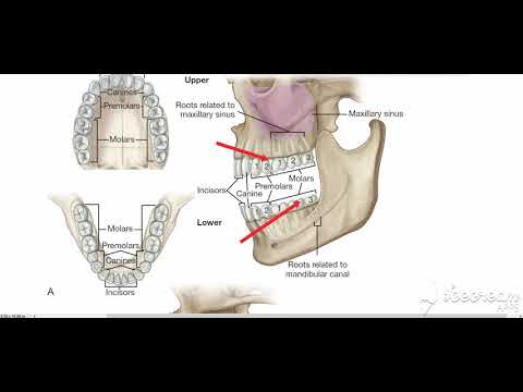 Video: Maxillary Vener Anatomi, Funktion Och Diagram - Kroppskartor