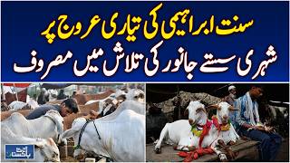 Eid Ul Adha Rush in Cattle Markets | Buyers Search Affordable Animals Nationwide - Aaj News