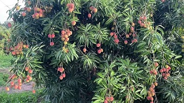 Mùa vải thiều Đak Lak chín