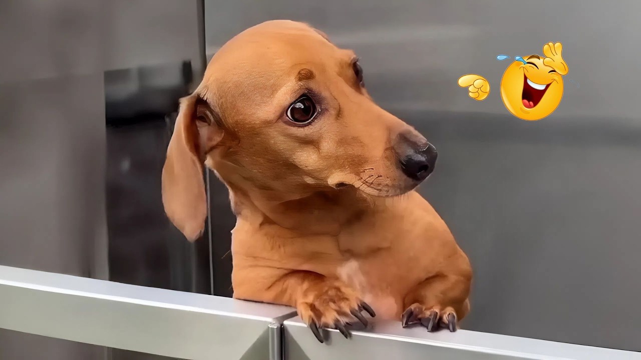 You Can’t Stop Laughing At These Dogs 🤣 FUNNIEST DOGS Video 2026