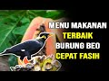 5 MENU MAKANAN TERNAK BURUNG BEO TERBAIK AGAR CEPAT FASIH BEO BISA NGOMONG