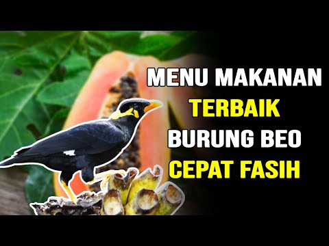 5 MENU MAKANAN TERNAK BURUNG BEO TERBAIK AGAR CEPAT FASIH BEO BISA NGOMONG