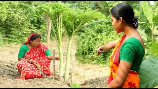 Farm Fresh Big Size Ol Data Recipe Old Traditional Healthy Elephant Foot Yam Recipe