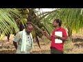 In short period fast yield by coconut farming technique