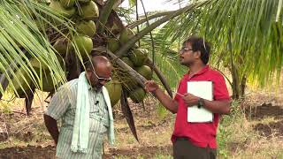 In short period fast yield by coconut farming technique