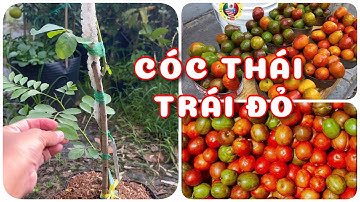 Cây Cóc Thái trái đỏ | 0386569374 - Ngọc Ngân Bến Tre | Chuyên cây độc lạ