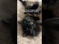 #cat #blackcat #trending #halloween #funny