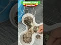 Volunteer Basil Growing Like Crazy | Urban Garden | Steffanie’s Journey