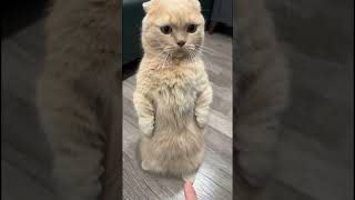 stupid cats cute goofy - funny cat videos collection 2024