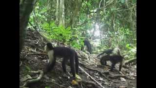 White Throated Capucins.AVI