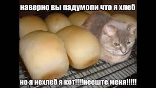 Вы наверное подумали что я хлеб , но я не хлеб , я кот! не ешьте меня!