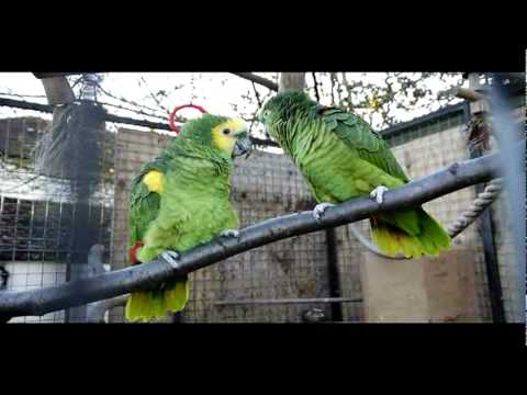 Video: Amazons vs. African Grey Parrots
