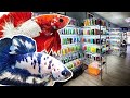 Tiny fish store sells over 900 colorful betta fish