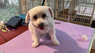 American Rescue Plan Act (ARPA) Funding in Kankakee County: Tracy’s Pet Styling