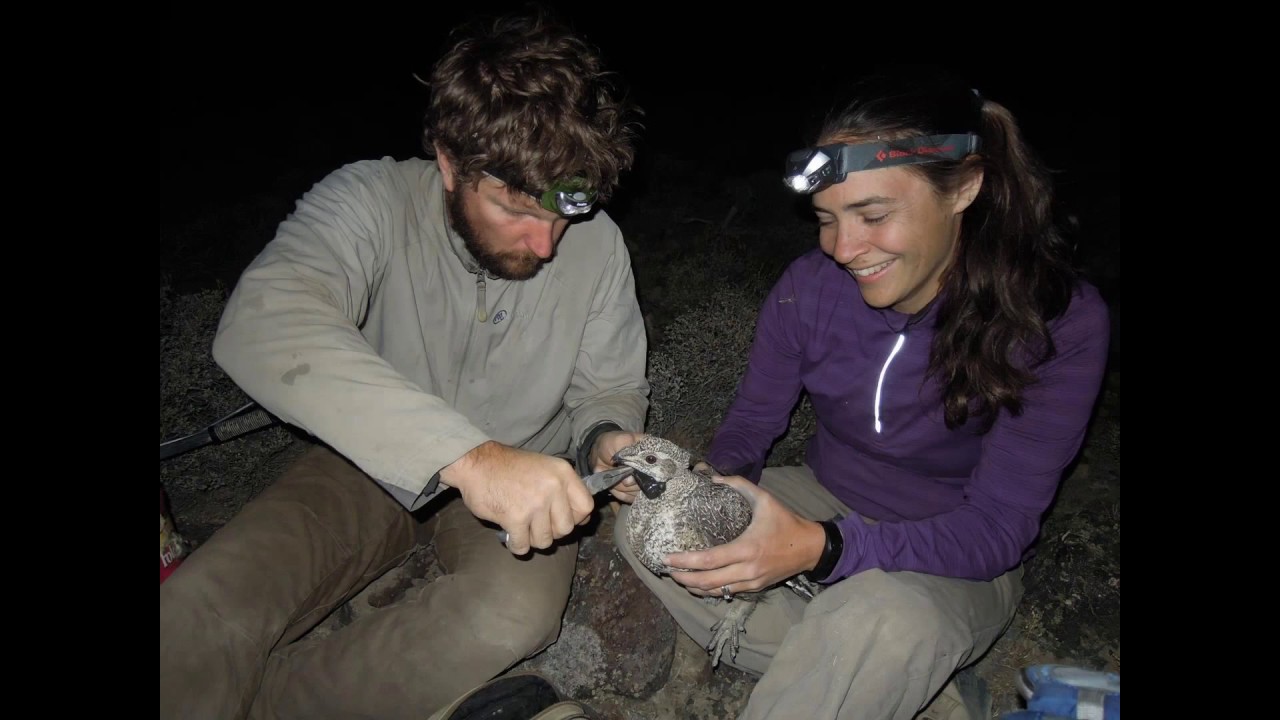 Greater Sage-grouse Habitat and Demographic Response to Non-Native