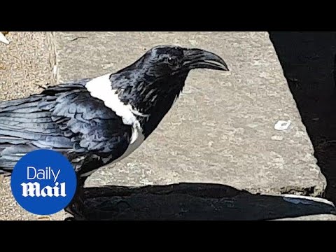 Bizarre moment Raven asks 'you alright love?' in Yorkshire accent