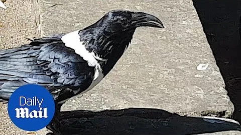 Bizarre moment Raven asks 'you alright love?' in Y...