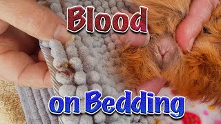Guinea Pig Blood on bedding bladder stones and Urinary Tract Infection UTI