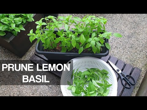 Video: Bylinky s citronovou bazalkou: Přečtěte si o paní Burnsové Informace a péče o bazalku s citronem