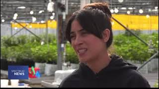 Flowerhouse New Video