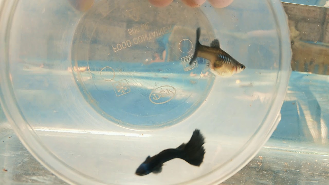 ELECTRIC BLUE High Breed Guppy Fish (MALAPPURAM Fish Chanal SUBSCRIBE