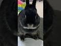 うさぎが名前を覚えるとこうなります #short #rabbit #bunny