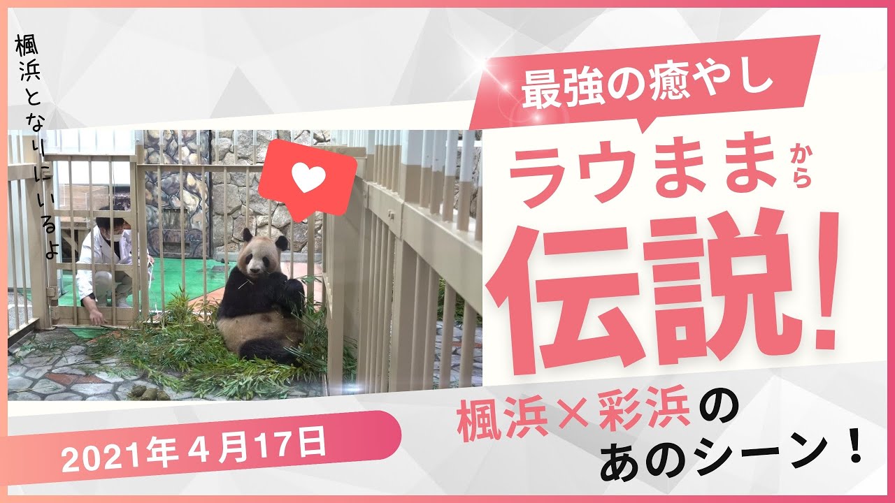 🐼【浜家パンダ】あの“こてん伝説”に社長⁉まで 奇跡の名場面を大公開🐾