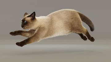Siamese Cat Walk / Trot / Run Cycle
