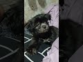 MY BEAUTIFUL PUPPY #shortvideo #cute #puppy #dog #dogs #dogshorts #pets #pet #petlover #shorts