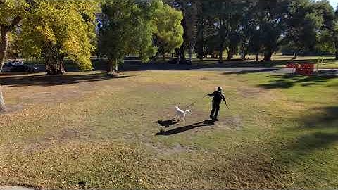 Land Park Onewheel ride with the Skydio 2- Sacramento, Ca