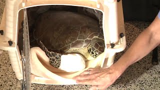 Injured Sea Turtle Makes Journey To Miami For Treatment