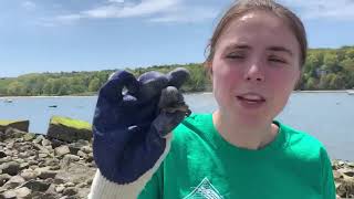 Invasive Species Awareness: Asian Shore Crabs by North Shore Land Alliance.