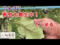 【ナス】コナジラミが大発生！最後の一手はこれだ！！NO521（2022.8.28）