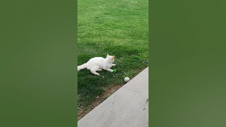 Watch the video about Cat with toy#cat #flamepoint #fluffy #siamese #shorts #catshorts #animalshorts #funnyanimals #funny