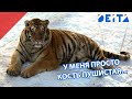 DEITA.RU Упитанный тигр вышел к людям в Приморье