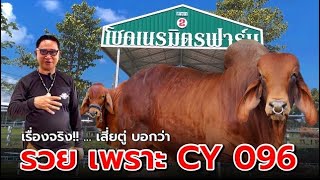 รวยเพราะCY096 เรื่องจริง‼️เสี่ยตู่กล้าพูดได้เต็มปาก✅อัพเดทข่าวล่าสุด CY096 ลุ้นๆ‼️