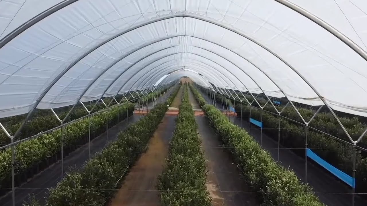 Haygrove tunnels covering blueberries in Mexico YouTube