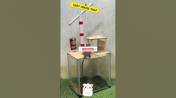 Best Mouse Trap Ideas/Effective Mouse Traps #mousetraps #rats #rattraps #rats#animal #mouse