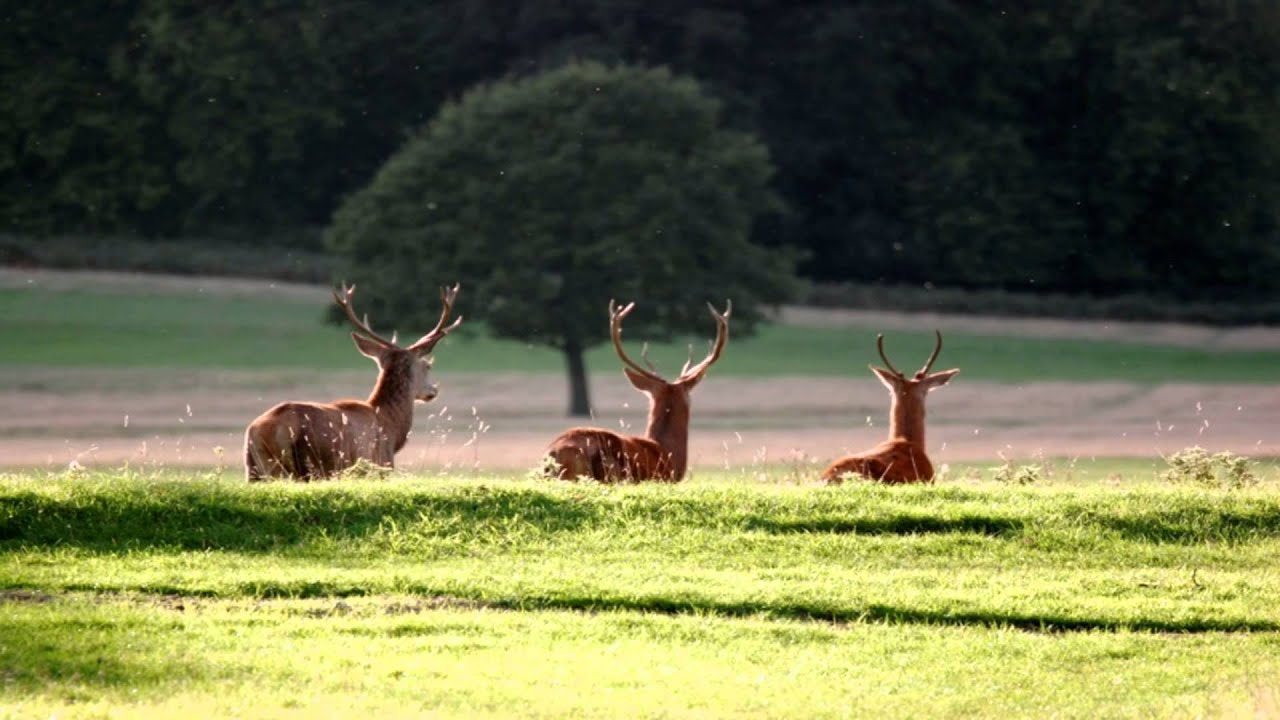 Richmond Park Ham Common Greater London