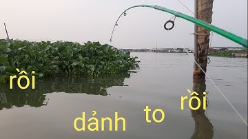 Câu cá sông tiền,một ngày câu dính toàn cá dảnh to