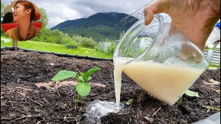 2款神秘的液体有机肥黄瓜和其他瓜果类产量翻倍的秘密纯天然植物生长促进剂厨房里的万能肥