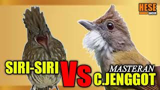 SIRI SIRI | CUCAK JENGGOT | burung masteran terbaik