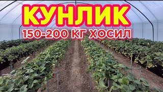 :   1  - 300.000    #agro #qulupnay #issiqxona #biznes