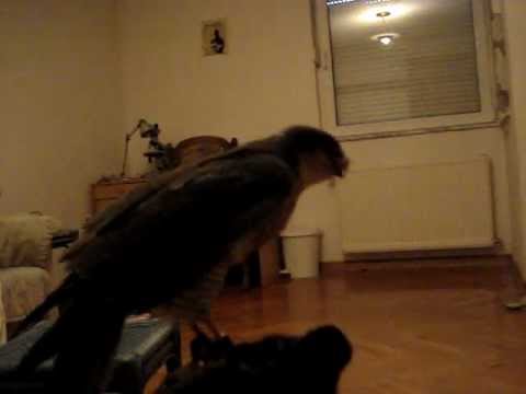 Sparrowhawk training 