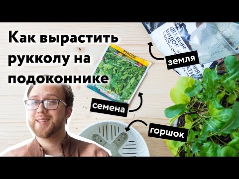 Растим рукколу на подоконнике дома. Простой способ. Из семян в полноценное растение.
